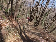 15 Il sentiero corre nel bosco di bei carpini neri
